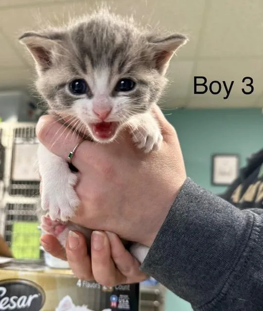 A baby medium-sized male Domestic Short Hair cat named Monkey for adoption in Archbold , OH