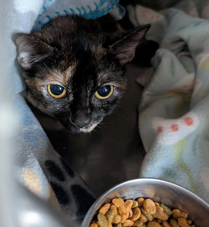 An adult medium-sized female Tortoiseshell cat named Lorelai for adoption in Marietta, OH