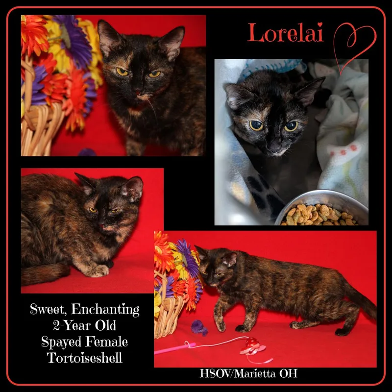 Lorelai thumbnail 4