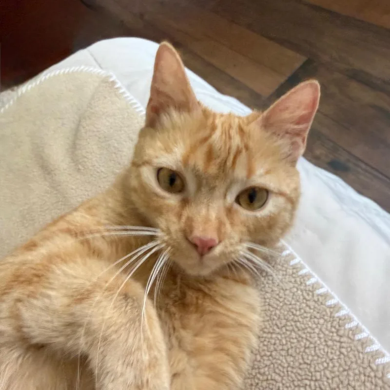An adult medium-sized female Orange / Red Domestic Short Hair cat named Honey Bunny for adoption in Los Angeles, CA