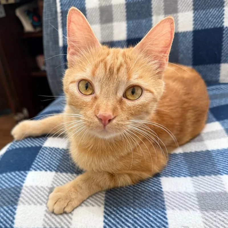 Honey Bunny thumbnail 2