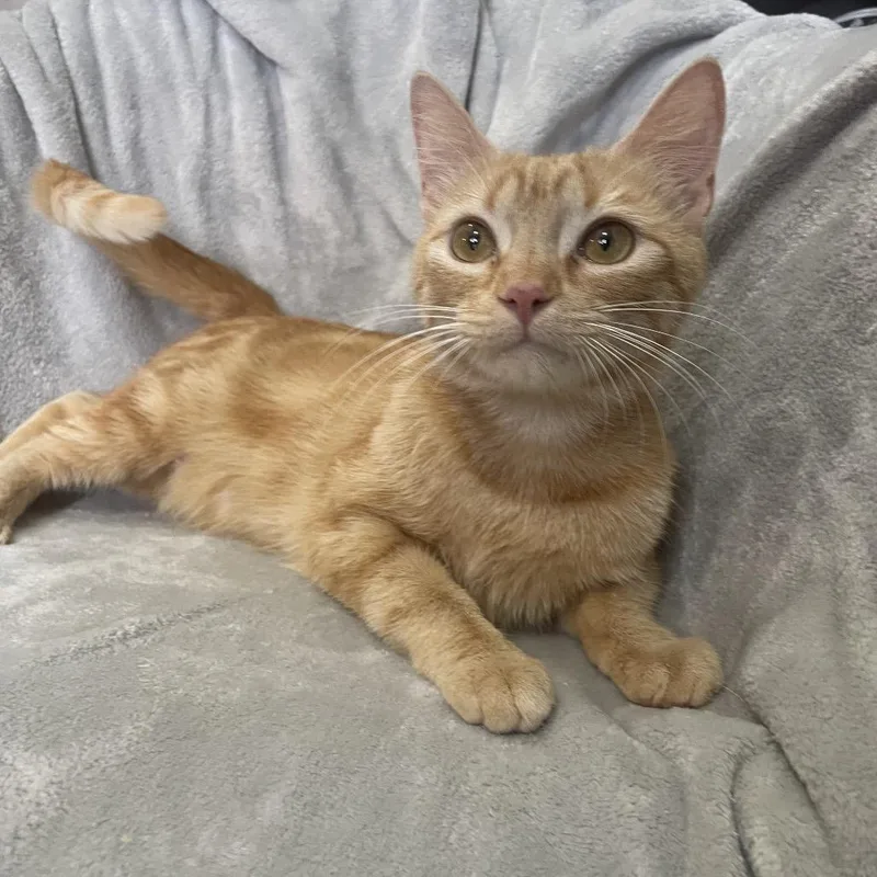 Honey Bunny thumbnail 4