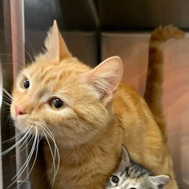 Honey Bunny thumbnail 5