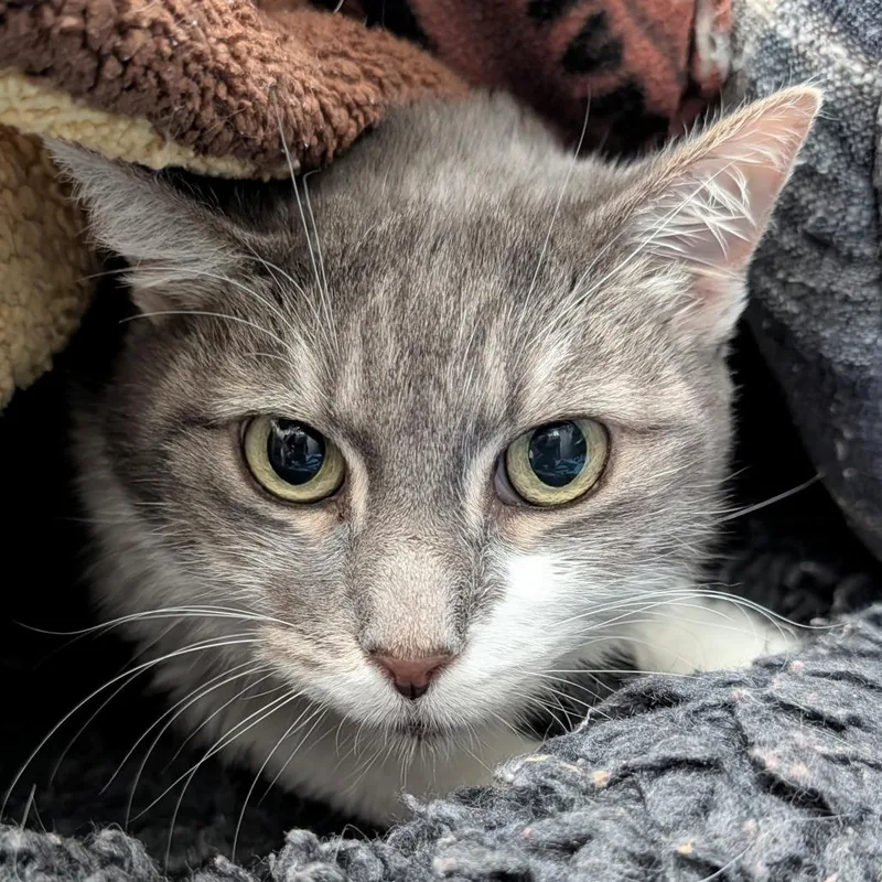 A senior large-sized female Gray / Blue / Silver Domestic Short Hair cat named Lucky for adoption in Long Beach, CA