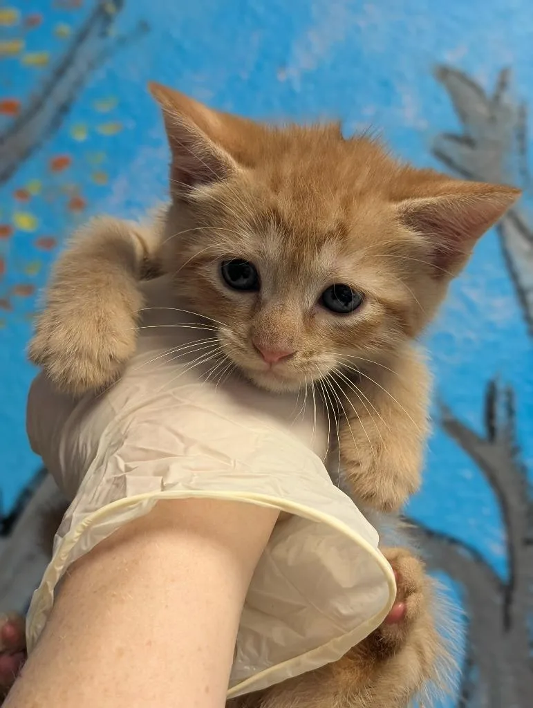 A baby small-sized male Domestic Short Hair cat named Tobias for adoption in New Braunfels, TX