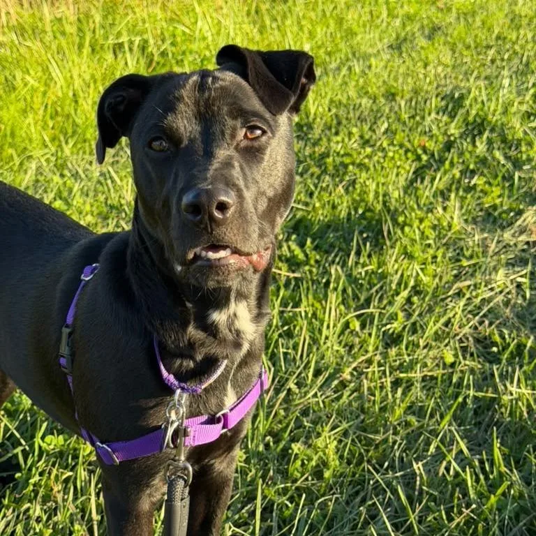 A young medium-sized female Pit Bull Terrier dog named GiGi for adoption in Chicago, IL