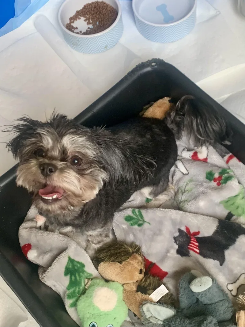 Maleficent thumbnail 2