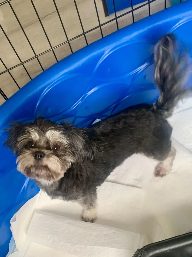 Maleficent thumbnail 3