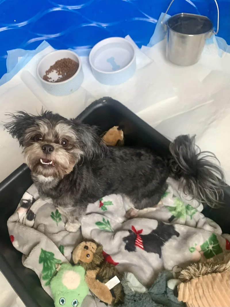 Maleficent thumbnail 4