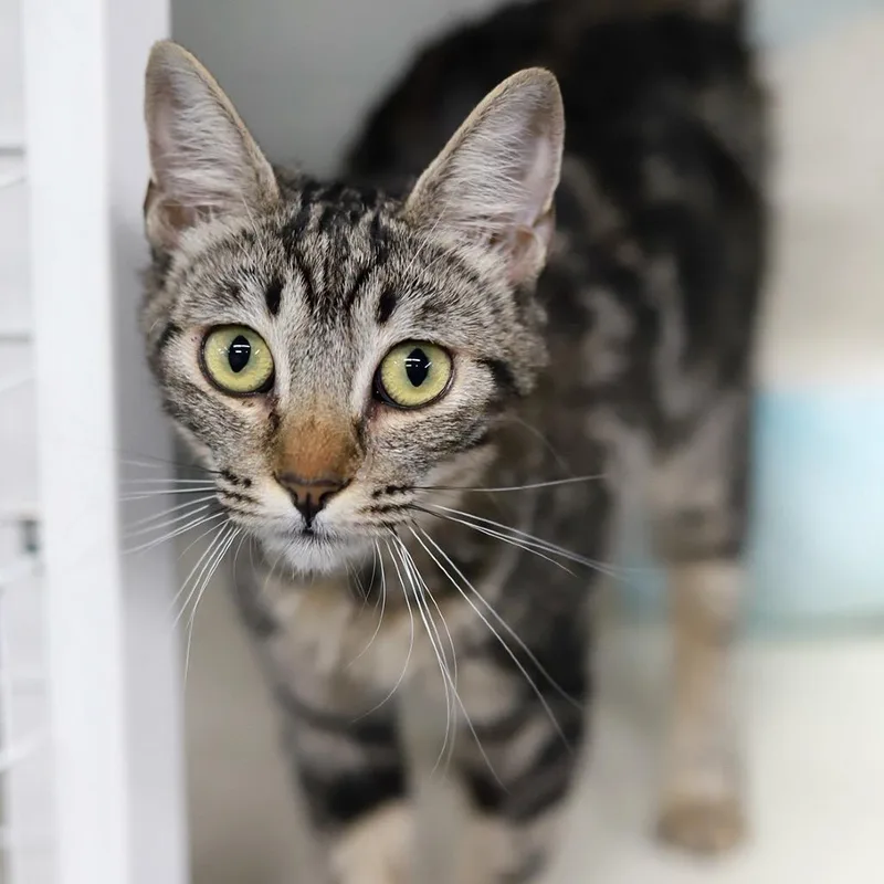 A young small-sized female Brown / Chocolate Domestic Short Hair cat named Rara for adoption in Los Angeles, CA