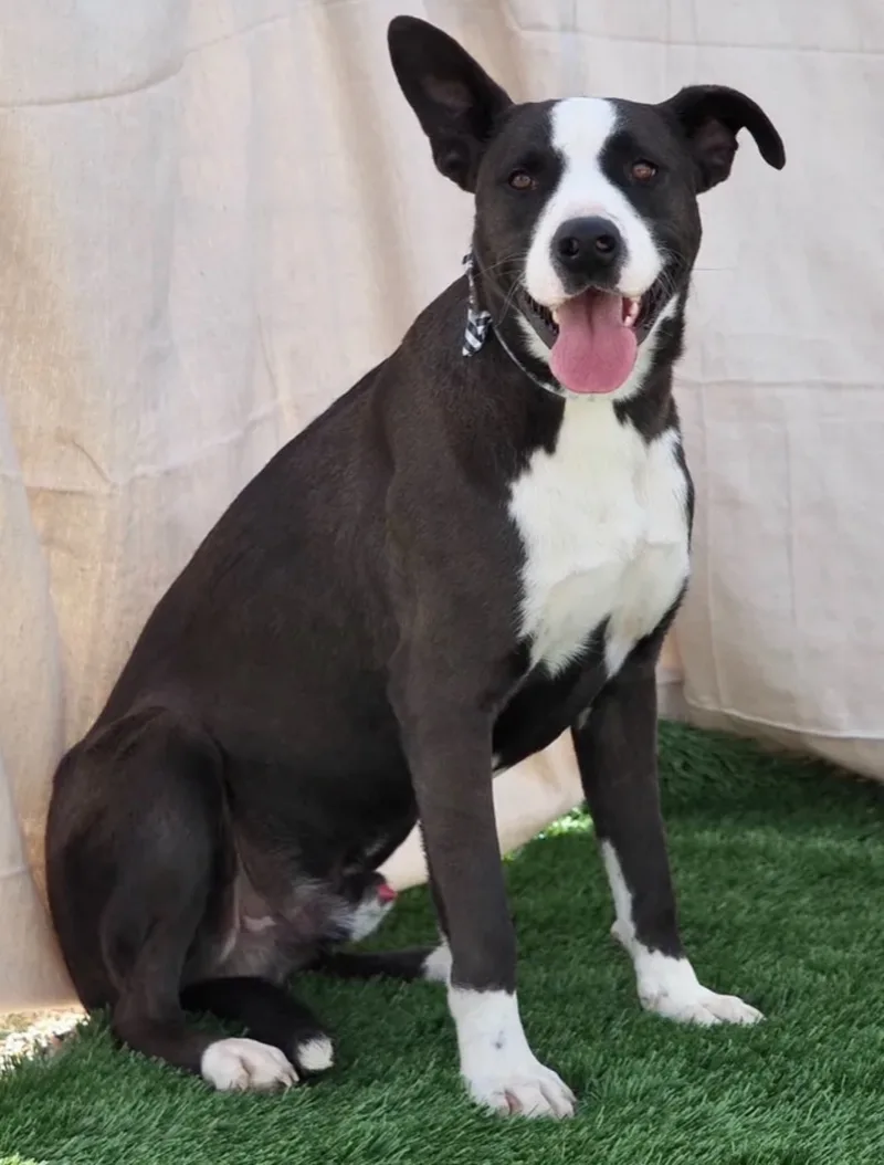 A senior large-sized male Border Collie dog named Blackie for adoption in Canyon, TX