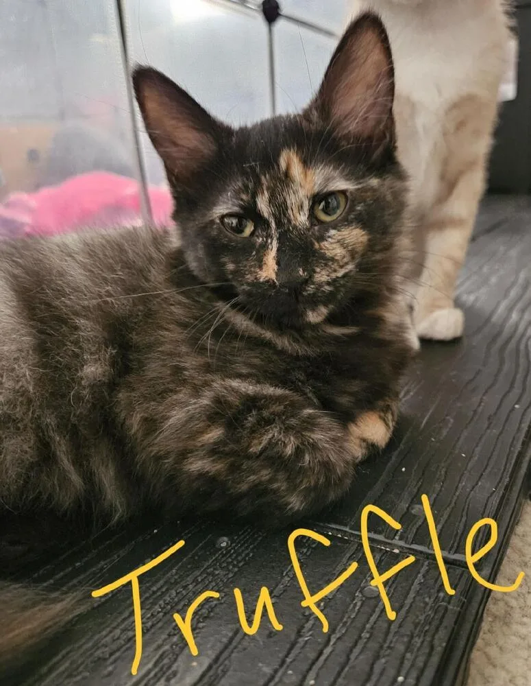 A baby small-sized female Domestic Short Hair cat named Truffle for adoption in Albuquerque, NM