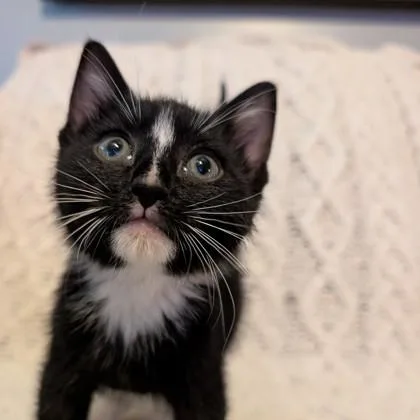 A baby medium-sized male Domestic Short Hair cat named Cheerio for adoption in Savannah, GA