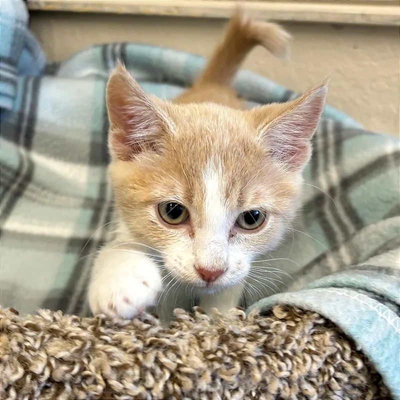 A baby small-sized female Orange / Red Domestic Short Hair cat named Jazz for adoption in Medford, OR