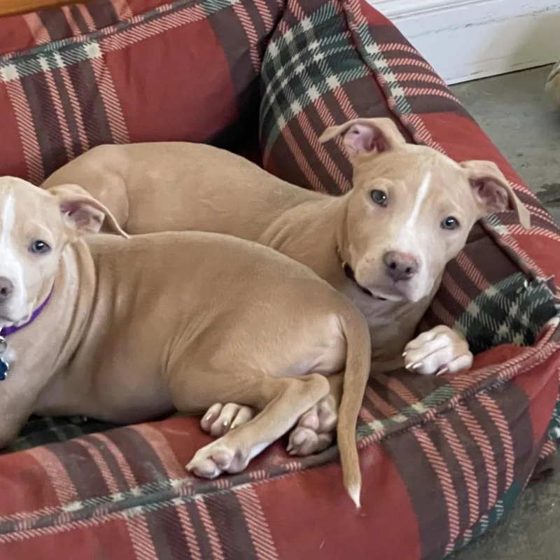 A young medium-sized male Pit Bull Terrier dog named Mason for adoption in Medford, NY
