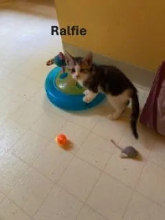 Ralfie