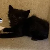 A baby medium-sized female Black Domestic Medium Hair cat named Phoenix at Petco for adoption in Rapid City, SD