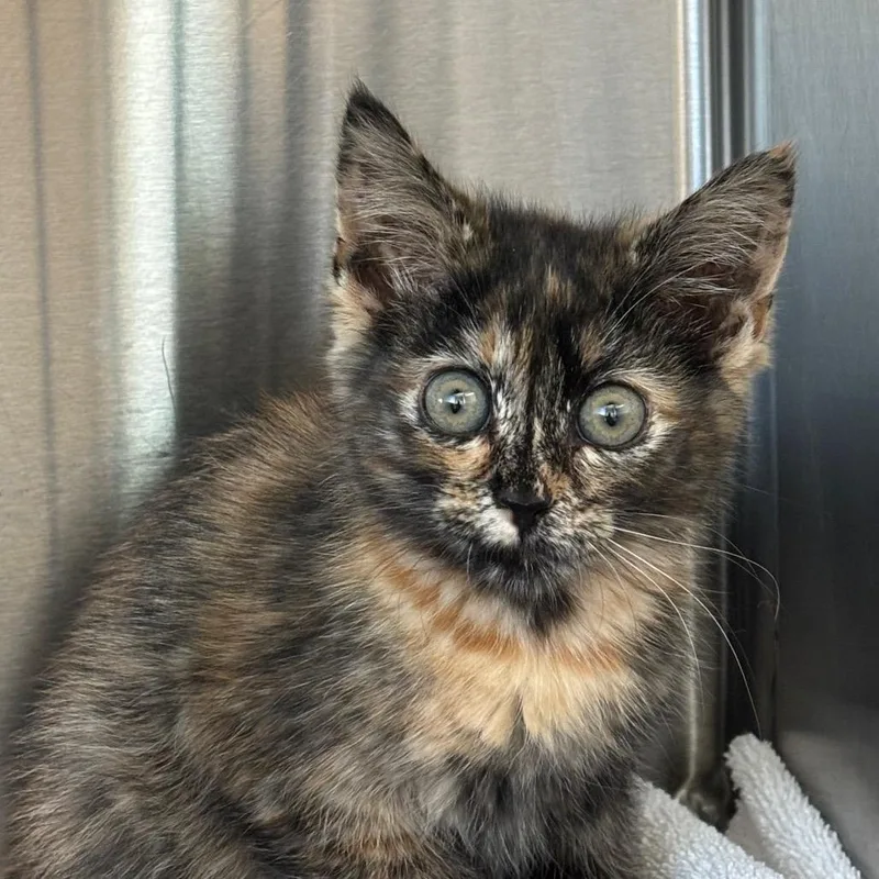 A baby small-sized female Tortoiseshell Domestic Short Hair cat named Brioche for adoption in Washington Township, OH