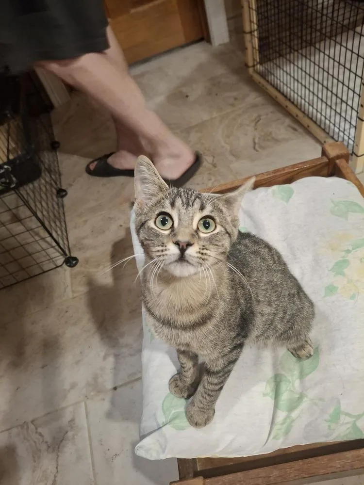 A young small-sized female Domestic Short Hair cat named Bess TCAC for adoption in Peoria, IL
