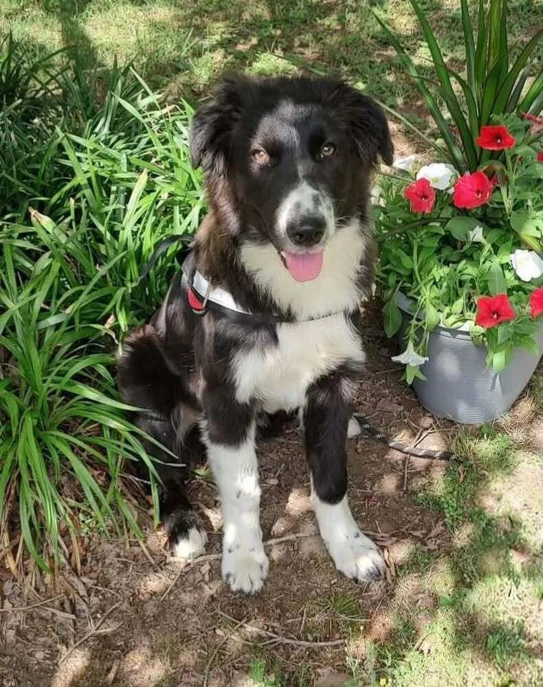 A young medium-sized male Tricolor (Brown, Black, & White) Australian Shepherd dog named Wyatt for adoption in Ontario, CA