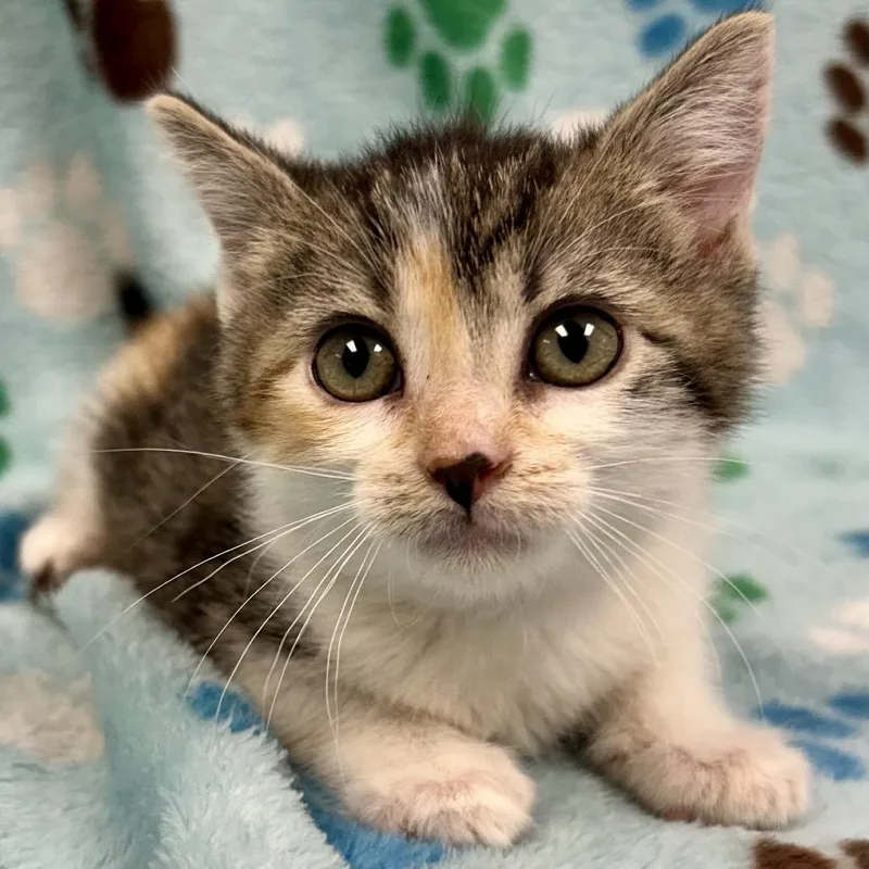 A baby small-sized female Calico Domestic Short Hair cat named Bernadette for adoption in St Joseph, MO