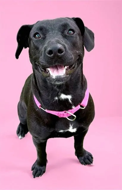 A young medium-sized female Labrador Retriever dog named Adelaide for adoption in Sarasota, FL