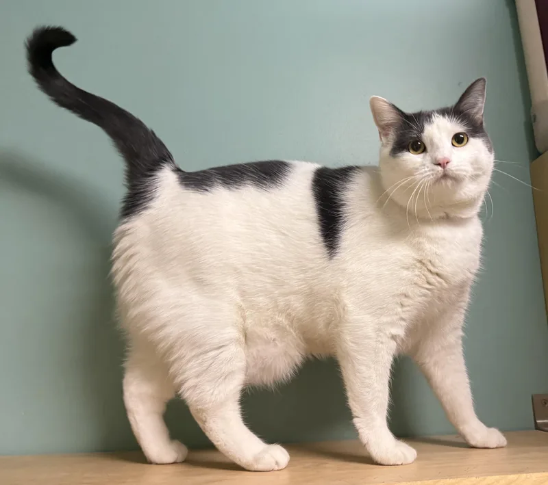 An adult extra large-sized female Gray & White Domestic Short Hair cat named Aggie for adoption in Amery, WI