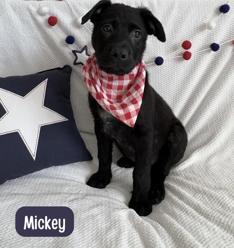 Mickey thumbnail 2