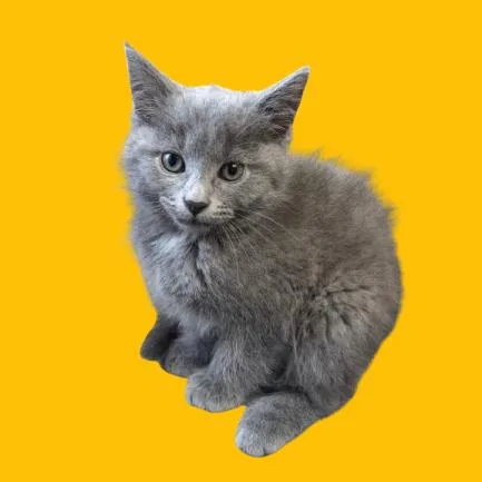 A young medium-sized male Gray / Blue / Silver Domestic Short Hair cat named Ash for adoption in Tuscaloosa, AL