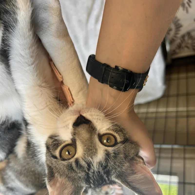 A baby small-sized female Tabby (Brown / Chocolate) Domestic Short Hair cat named Egg for adoption in Myerstown, PA
