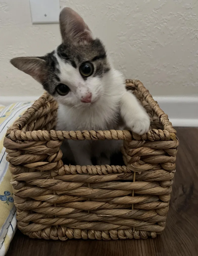 A baby medium-sized male White Domestic Short Hair cat named Patches for adoption in Bryan, TX