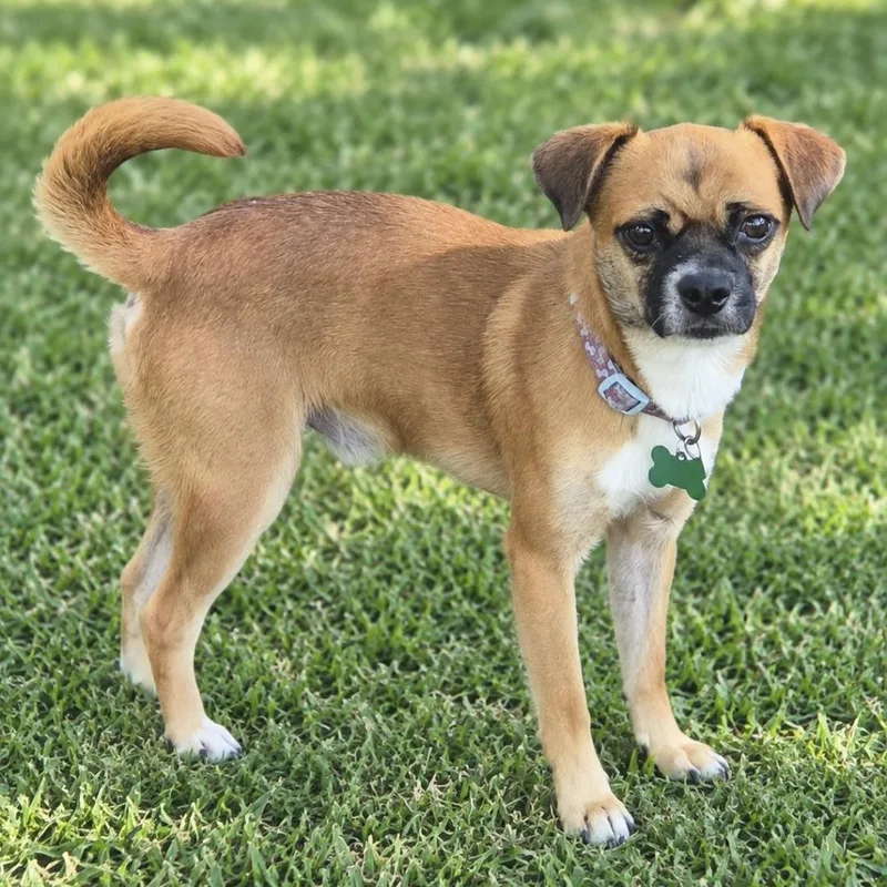A young small-sized male Red / Chestnut / Orange Chug dog named Webster for adoption in Southport, CT