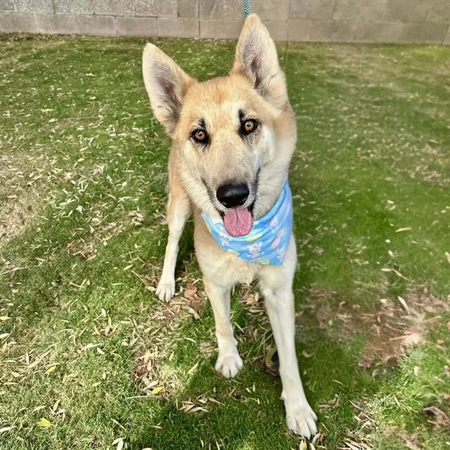 A young medium-sized male German Shepherd Dog dog named Hughie for adoption in Mesa, AZ