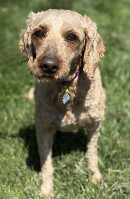 An adult medium-sized female Poodle dog named Dorothy for adoption in Malvern, PA