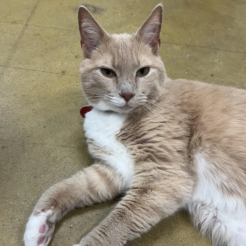 A senior medium-sized male Domestic Short Hair cat named Parmesano for adoption in Stokesdale, NC