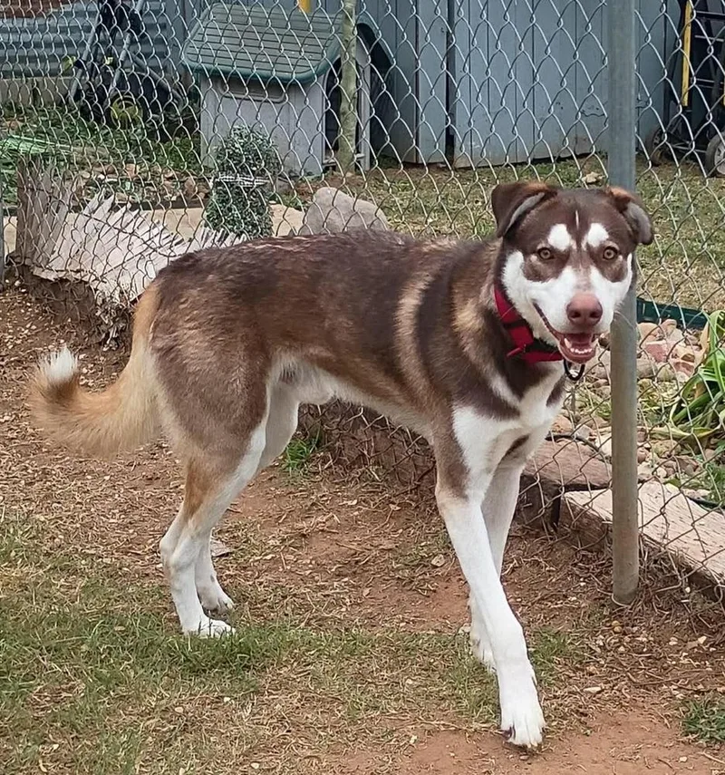 A young large-sized male Husky dog named James for adoption in San Antonio, TX