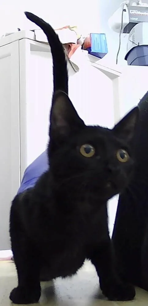 A baby small-sized female Black Domestic Short Hair cat named Etta for adoption in Anoka, MN