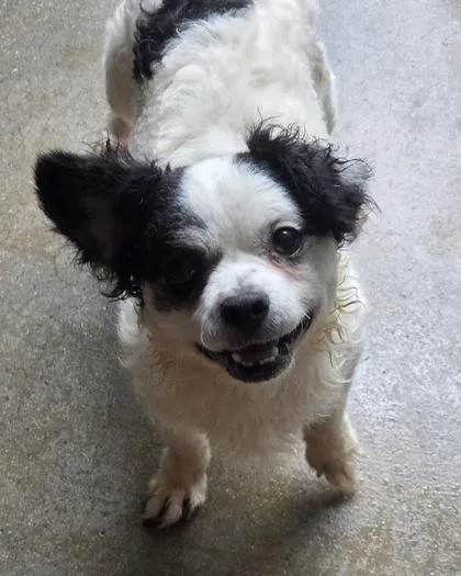 An adult small-sized male Chihuahua dog named Sage for adoption in Malvern, PA
