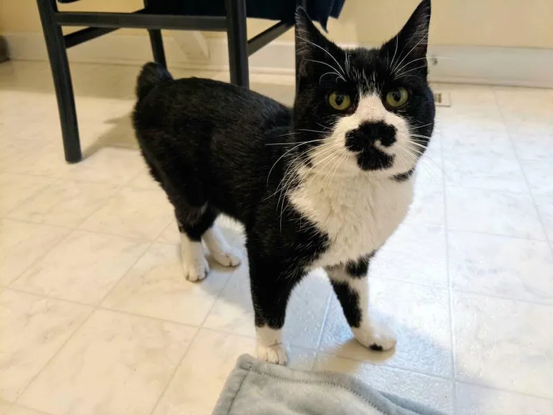 An adult medium-sized male Manx cat named Menschie for adoption in Liberty, NC
