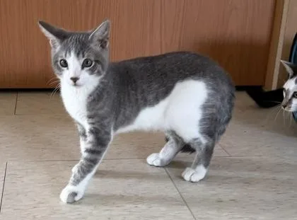 A baby small-sized male Tabby (Gray / Blue / Silver) Domestic Short Hair cat named Jiminy Cricket for adoption in Salem, NH