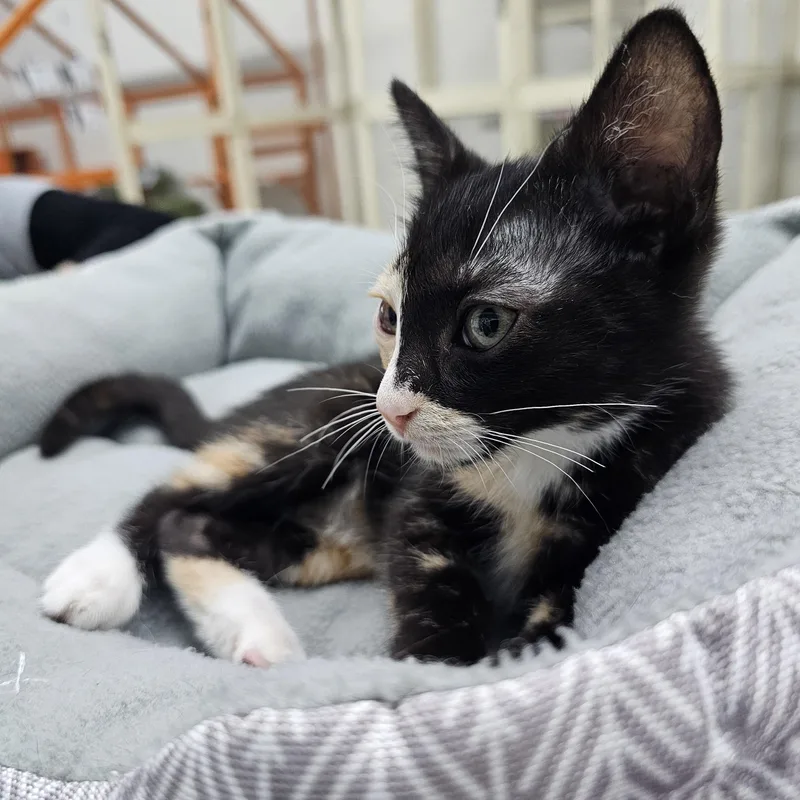 A baby medium-sized female Calico Domestic Short Hair cat named Violet for adoption in Toledo, OH