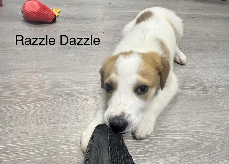 A baby large-sized female White / Cream Coonhound dog named Razzle Dazzle for adoption in Ulster, PA