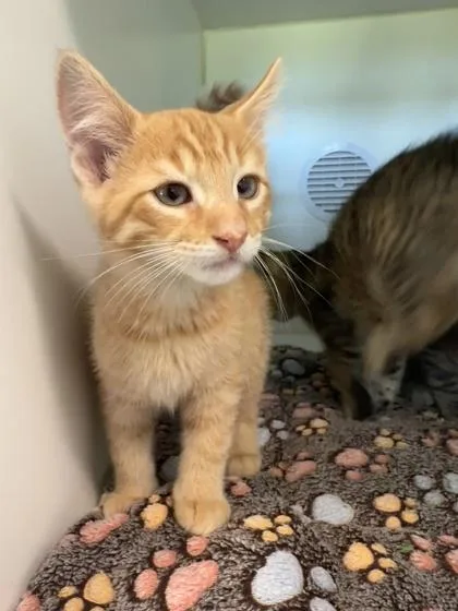 A young medium-sized male Domestic Short Hair cat named Vander for adoption in Traverse City, MI