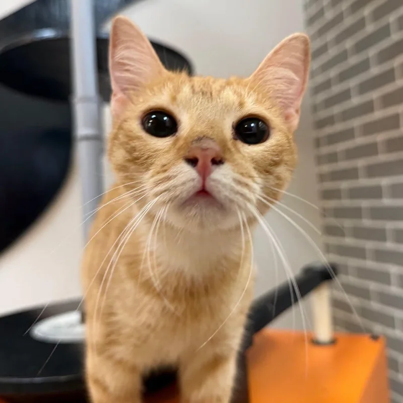 A young medium-sized female Orange & White Domestic Short Hair cat named Frannie at Fat Cat for adoption in Tallahassee, FL