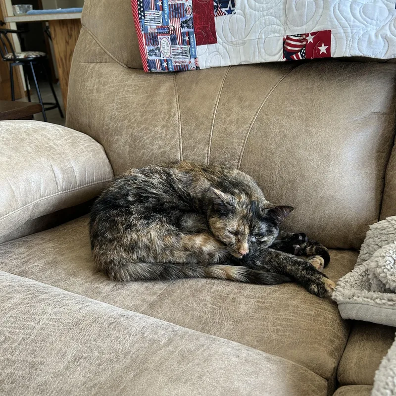 A young medium-sized female Tortoiseshell cat named Lexi for adoption in Menasha, WI