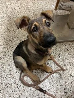 A baby large-sized female Shepherd dog named Marnie for adoption in Pendleton, OR