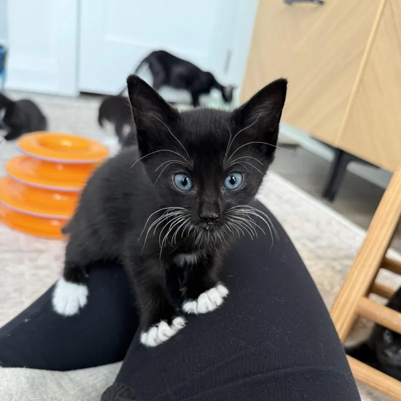 A baby small-sized female Black Domestic Short Hair cat named Grumpy for adoption in North Branford, CT