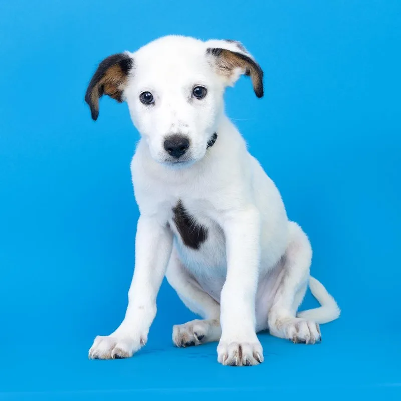 A baby medium-sized male White / Cream Mixed Breed dog named Bacon Egg Croissant for adoption in Franklin, TN