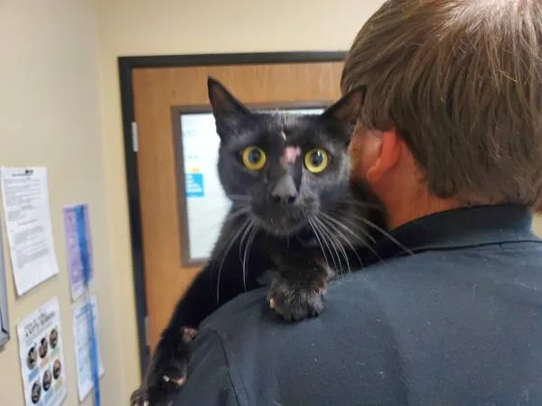 An adult medium-sized male Domestic Short Hair cat named The Doctor for adoption in Oceanside, CA