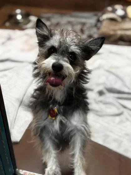 An adult small-sized male Gray / Blue / Silver Terrier dog named Toto for adoption in Stanwood, WA